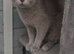 Full Britishshort kittens 1 boy 1 girl ready now
