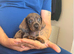 Miniature Dachshund