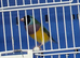 Gouldion finches.