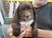 Sproker spaniels