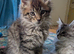 TICA Registered Maine Coon Kitten