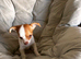 Adorable Chihuahua Female Puppy for Sale