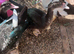 Stunning Muscovy boy