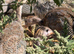 Guineafowl Keets for sale