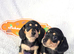 Quality Miniature Dachshunds