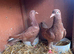 2 red pigeons for sale
