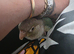 Silly tame conure