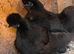2 black silkie pullets