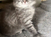 Ragdoll Cross
