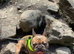 French bull dog