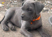 Beautiful puppy cane corso ready to leave only 3 bitches left