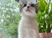 have two very friendly and quiet cats looking for a new home.  The orange cat is 7 months old, and the black-and-white kitten is 10 weeks old and stil