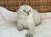 ABSOULETLY BEAUTIFUL KITTENS (READY FRIDAY)