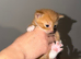 5x male kittens