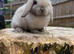 Harlequin mini lop babies