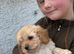 READY NOW F1 Cockapoo boy