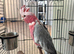 Female Ghala cockatoo beautiful parrot