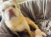 Longhair white frenchie