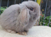 Baby boy minilop available next week.