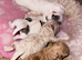 Maltipoo F1B puppies ready Dec 17th