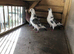 Coloured Racing pigeons for sale