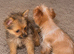 Yorkie cross you Pom