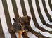 Russel puppies