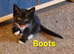 2x Beautiful Black and White Boy Kittens