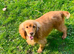 Cocker spaniel female for retirement home