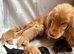 Stunning working cocker spaniel puppies
