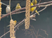 3 pairs of canary's