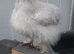Pekin Silke feather chicken