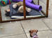 Border terrier bitch