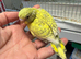 Hand Tame Budgie Chicks Ready Soon