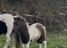 Registered miniature Shetland colt foal