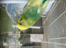 Blue budgies