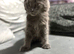 Beautifull 12 week old female maincoon