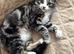 LONG HAIRED TABBY KITTEN GIRL