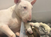 Quality bull terrier puppy&rsquo;s