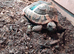 Male Herman's tortoise