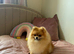 Pomeranian puppies