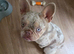 Isabella Lilac Merle French Bulldog