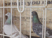 Pigeon for sale