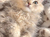 British chinchilla kitten