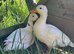 Beautiful two white call duck drakes