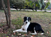 2 gorgeous & playful sprollies looking for their forever homes