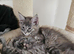 Pure bred maine coon female