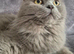TICA/GCCF Registered Retired Queen