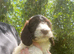 6 adorable super friendly Cockerpoo puppies