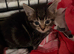 Beautiful half main coon kittens